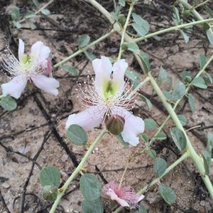 Capparis spinosa (شفلح)