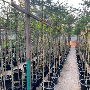 Acacia tortilis ( سمر)