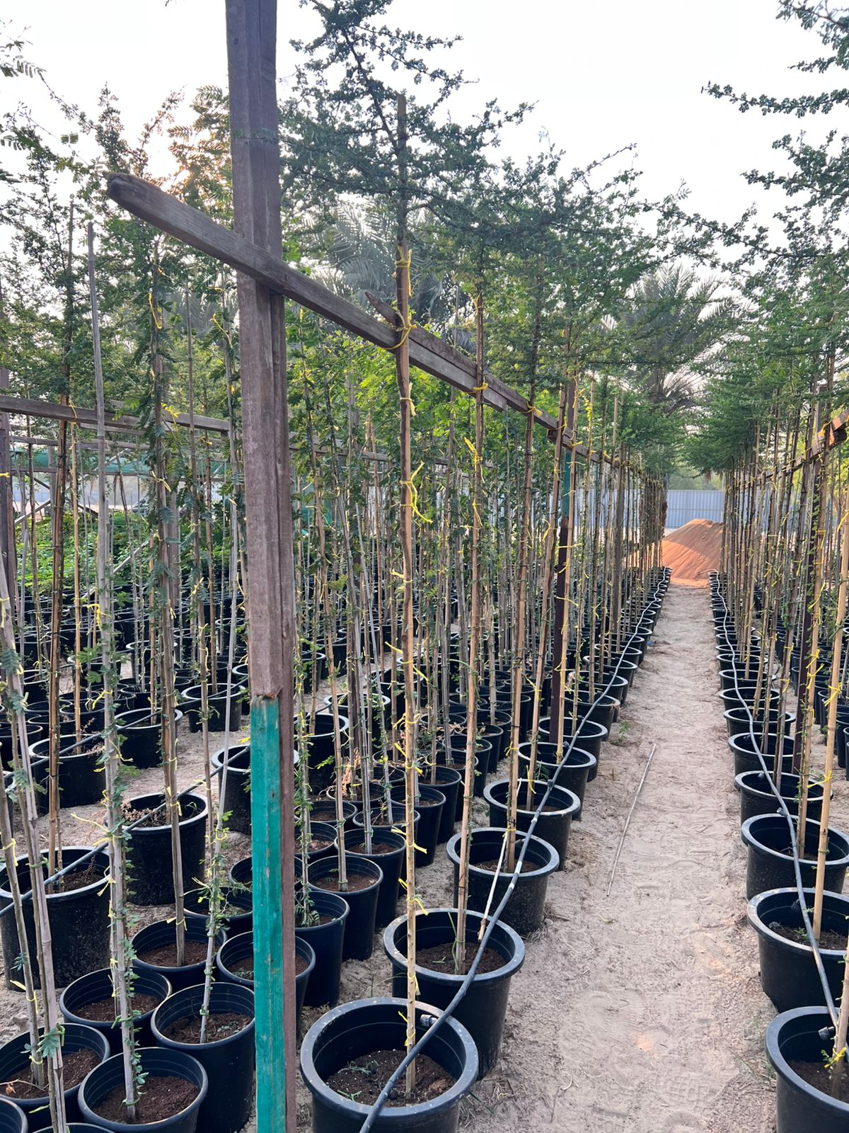 Acacia tortilis ( سمر)