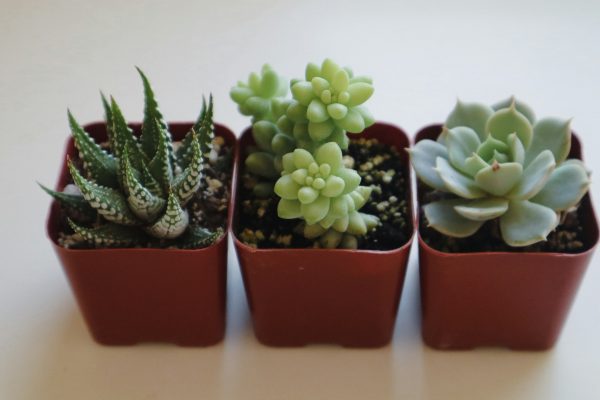 Plant One - Image 2