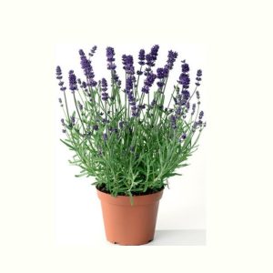 LAVANDULA ANGUSTIFOLIA (لا فندر)