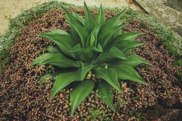 Snake Plant (Multiple Sizes & Pot Options) - Image 2