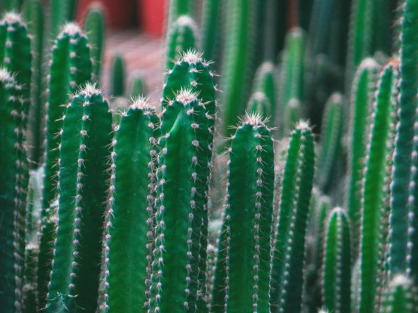 Plant One - Image 3