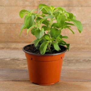 Plant One