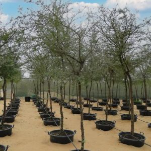 Acacia Arabica tree - 50 Ltr Pots 40-60mm Caliper (Dia) 3.4 Mtr OAH