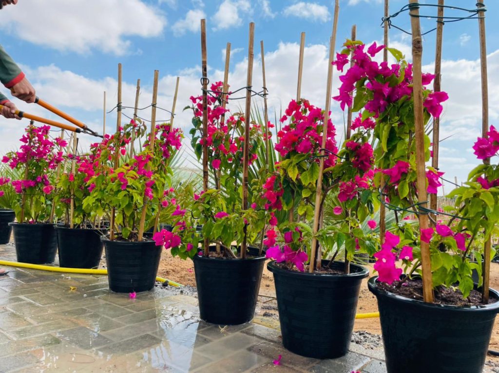 Bougainvillea
