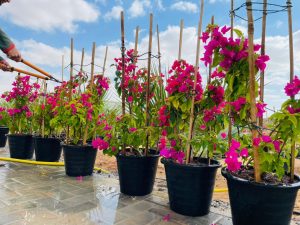 Bougainvillea 