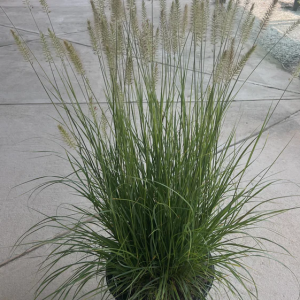 Pennisetum Setaceum, African Fountain Grass, Tender Fountain Grass