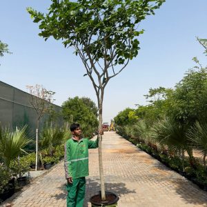 Pongamia Pinnata - 50 ltr pots 1.5-1.8CT 50-70mm Caliper (2.5"Dia)