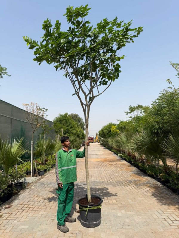 Pongamia Pinnata - 50 ltr pots 1.5-1.8CT 50-70mm Caliper (2.5"Dia)