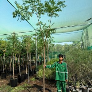 Azadirachta indica 50 Ltr Pots 50-60mm Caliper (Dia) 3.4 Mtr OAH
