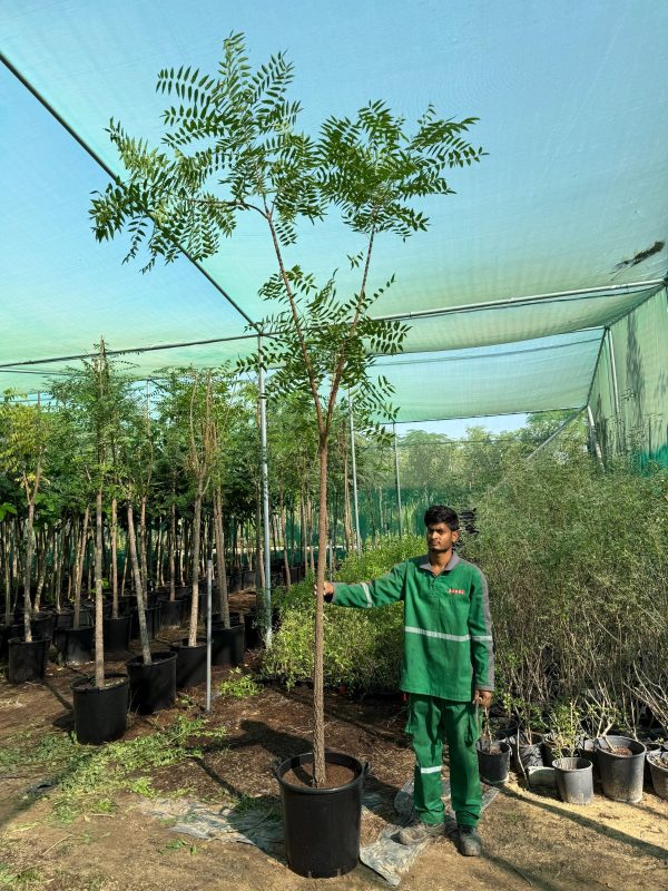 Azadirachta indica 50 Ltr Pots 50-60mm Caliper (Dia) 3.4 Mtr OAH