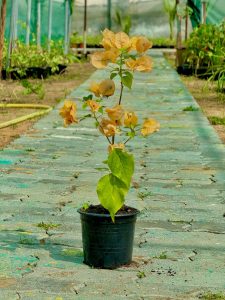 Bougainvillea Yellow V-15 Pots 30-50cm OAH