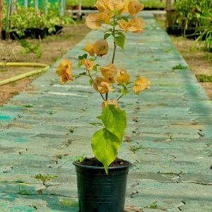 Bougainvillea Yellow V-15 Pots 30-50cm OAH