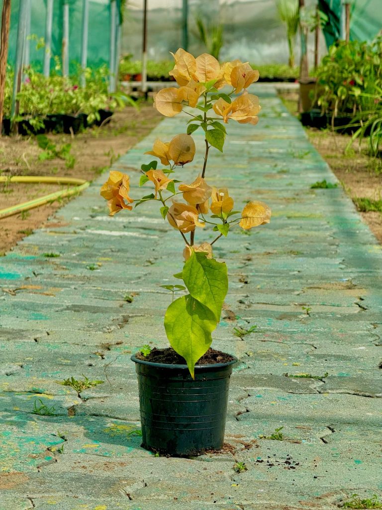 Bougainvillea Yellow V-15 Pots 30-50cm OAH