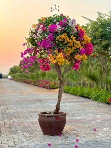 Bougainvillea Specimen "Single Head" - Multi Color