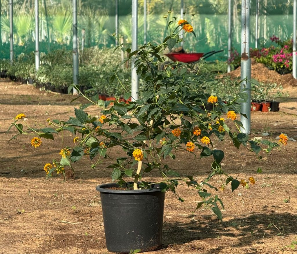 LANTANA