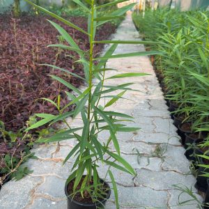 Thevetia Peruviana - 80-100CM OAH