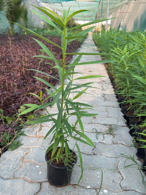 Thevetia Peruviana - 80-100CM OAH