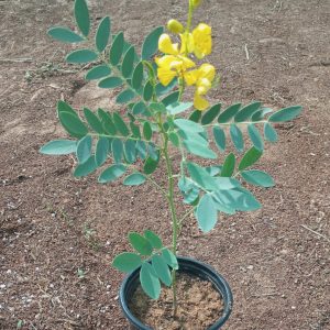 Senna Alexandrina 40-50CM OAH 2 LTR POTS