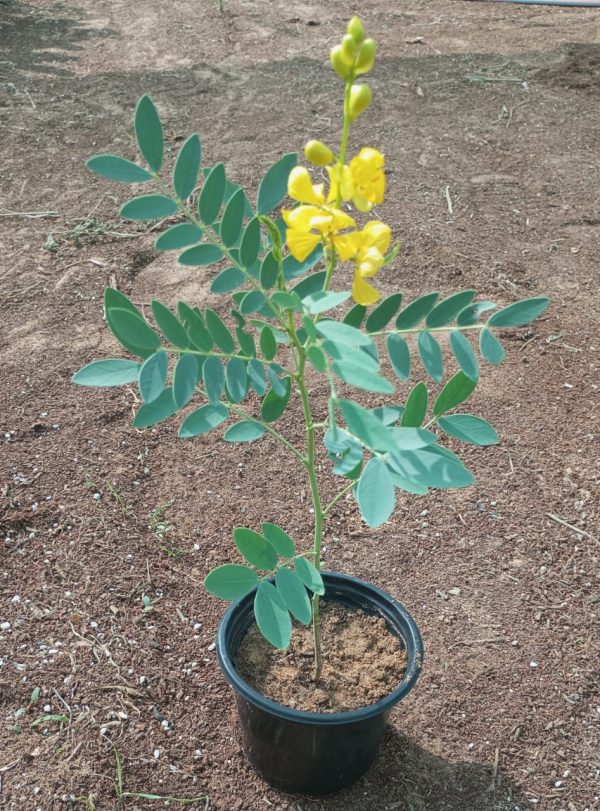 Senna Alexandrina 40-50CM OAH 2 LTR POTS