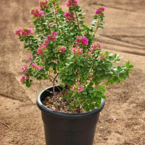 Bougainvillea Pink Pixie