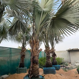 Bismarckia Nobilis 2.20 - 3.00 ,Mtr CT 3-4 OAH