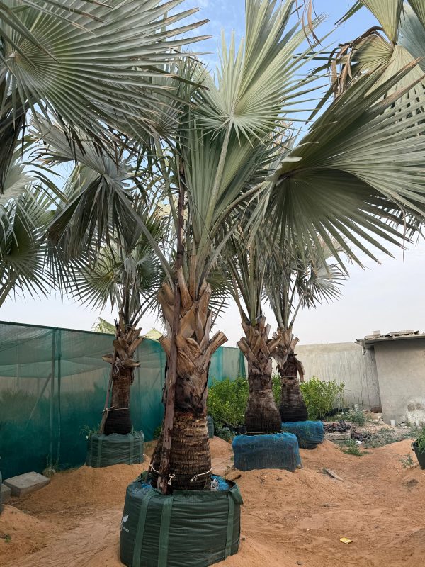 Bismarckia Nobilis 2.20 - 3.00 ,Mtr CT 3-4 OAH