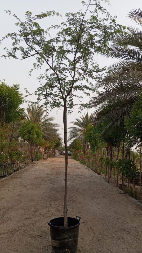 Prosopis Cineraria,3.4 MTR OAH-20-50MM - Image 2