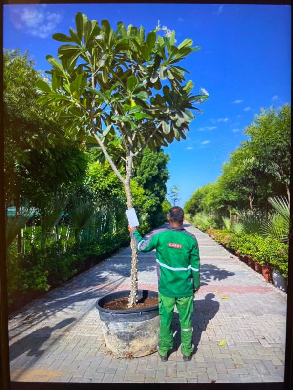 Plumeria Obtusa 3.4 MTR OAH 60-80MM Caliper - Dia