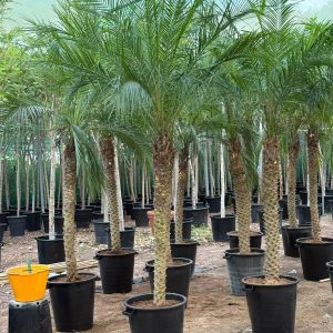 Phoenix Canariensis 1.5 - 2 Mtr OAH