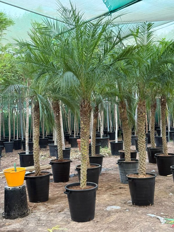 Phoenix Canariensis 1.5 - 2 Mtr OAH