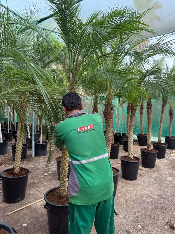 Phoenix Canariensis 1.5 - 2 Mtr OAH - Image 2